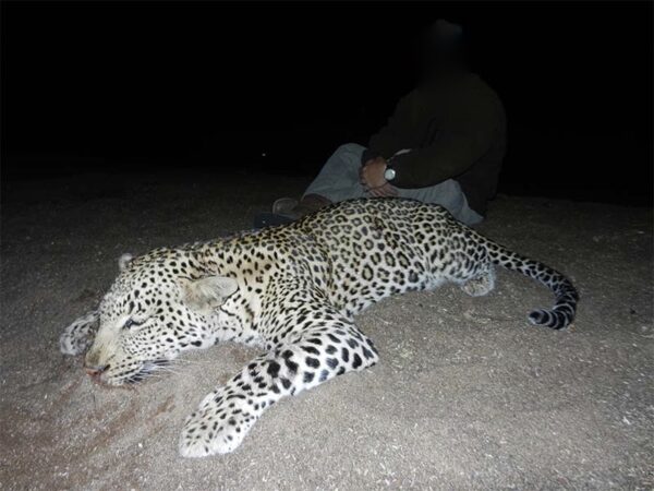 14 Day - Leopard and Plains Game (Zimbabwe)