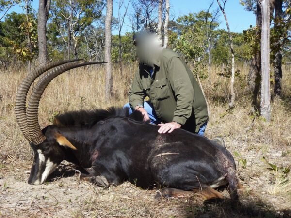 7 day - Royal Antelope (Zimbabwe)
