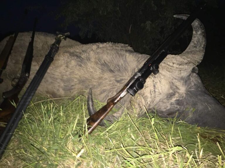 Buffalo hunt Zimbabwe