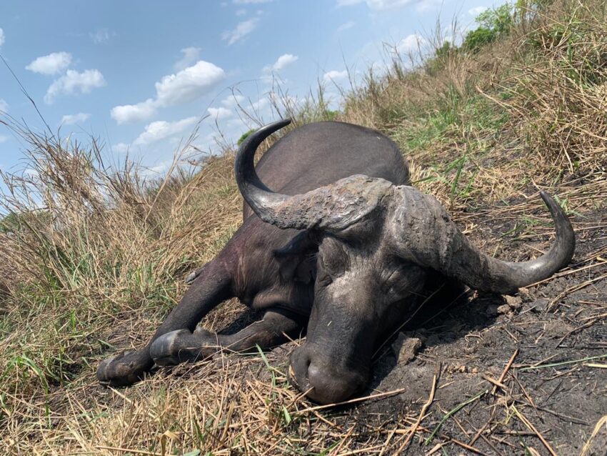 7 DAY – BUFFALO HUNT (ZIMBABWE)
