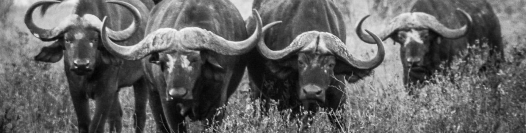 buffs Buffalo